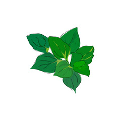 green leaves isolated on transparent  background
