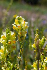 Obraz premium Flaxseed or wild snapdragon Linaria vulgaris is a medicinal herb. Wildflowers inflorescence