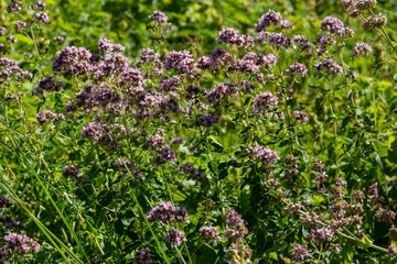 Close up view of pinc and lilac flowerheads of blooming oregano, origanum vulgare. Selected focus, blurred background
