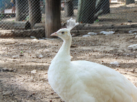 White Peahen At The Zoo In Summer