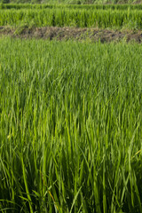 close up summer Green rice field.