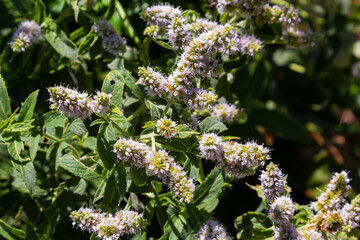 In the wild grows mint long-leaved Mentha longifolia © Oleh Marchak