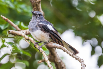 Fototapeta premium Beautiful Oriental Magpie Robin bird in the garden.