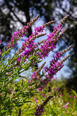Lythrum salicaria pink flowers, purple loosestrife, spiked loosestrife, purple lythrum on green meadow
