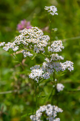 Fototapeta premium Yarrow common, flowers of a medicinal plant. Raw materials for the medical industry