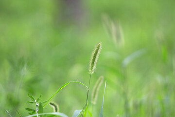 Close up of wild dog tail grass