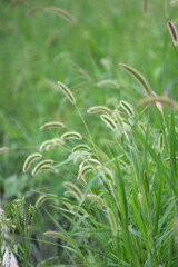 Dogtail grass in early autumn