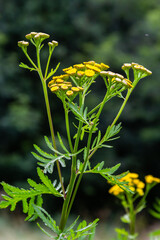 Obraz premium Yellow flowers of Tancy blooming in the summer. Tansy Tanacetum vulgare is a perennial, herbaceous flowering plant in the genus Tanacetum in the aster family, native to temperate Europe and Asia