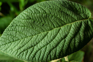 The fruit Viburnum lantana. Is an green at first, turning red, then finally black, wayfarer or wayfaring tree is a species of Viburnum