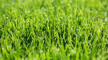 green grass texture