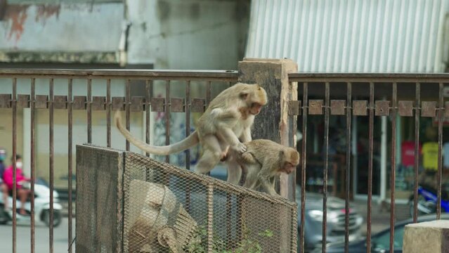 4K Cinematic slow motion wildlife nature footage of macaque monkeys mating in the monkey town of Lopburi, Thailand on a sunny day.
