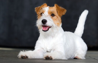 dog lies in the apartment of the jack russell breed