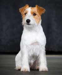 dog sitting breed jack russell