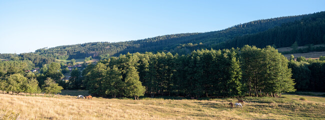 horses in countryside near saint die in french vosges under blue sky in summer