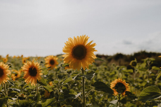 Yellow Sunflowers Growing In Idyllic, Rural Field, Wales
