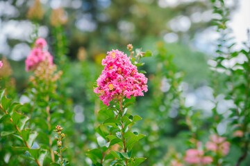 Blooming Indian lagerstremia on the street, also known as Indian lilac. Garden decorations. Bright sunny day. Lush pink inflorescences.
