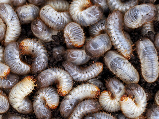 close up of white grub worms, larvae of chafer, usally known as may beetle or june bug