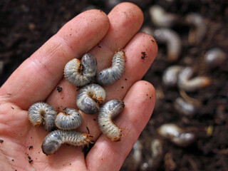 white grub worms, larvae of chafer, usally known as may beetle or june bug in male hand, pests in...