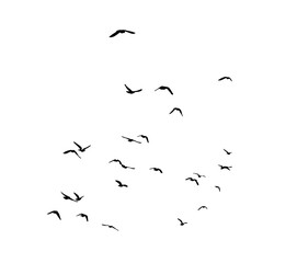 A flock of flying birds. Free birds. Vector illustration