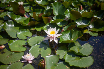 Lily in swamp. Lotus on pond. Beautiful nature.
