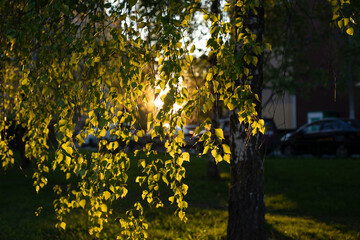 Birch leaves in sun. Tree at sunset. Green leaves.