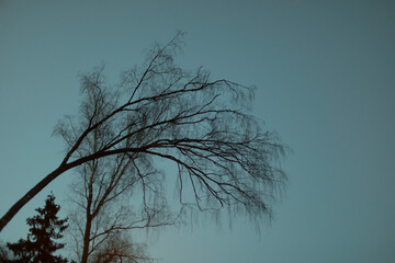 Trees in park. Tree against sky.