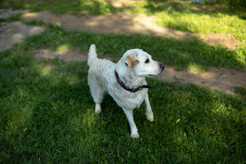 White Labrador in summer. Pet on walk.