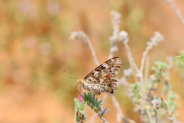 Painted lady butterfly on the grass