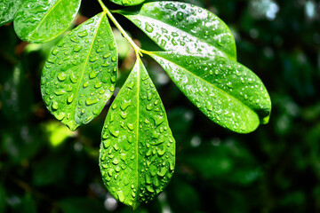 smooth green leaves of a tropical plant in raindrops, macro, blurry image