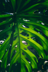 holey leaf of a tropical plant, macro, blurry image