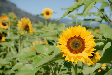Obraz premium Sunflower_field