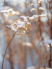 dry grass covered with snow, outdoor close up view in a winter season