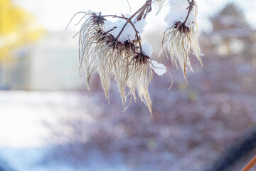 dry grass covered with snow, outdoor close up view in a winter season