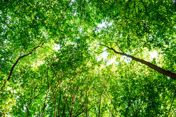 summer forest trees. nature green wood sunlight backgrounds