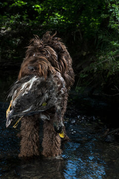 Cockapoo dog with bird in mouth wading in river
