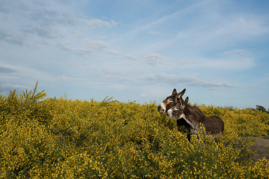 Brown donkeys in rural field with yellow bushes
