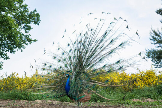 Peacock with spread feathers
