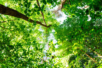 summer forest trees. nature green wood sunlight backgrounds