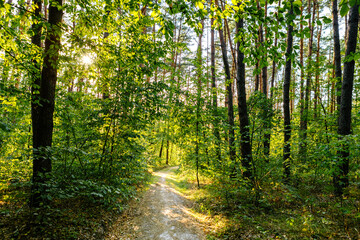 Fototapeta premium summer forest trees. nature green wood sunlight backgrounds