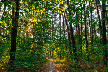 summer forest trees. nature green wood sunlight backgrounds