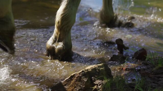 The feet of a horse treading a forest stream on a sunny summer day
