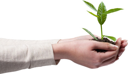 Woman holding a plant in her hands