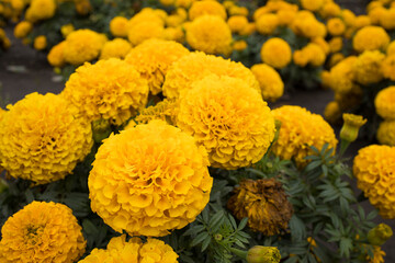 Photo for Day of the Dead, Día de los muertos and Halloween with traditional attributes