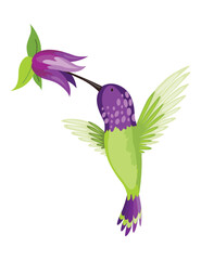 Hummingbird. Multi-colored flying tropical colibri with flower isolated on white background. Vector illustration of bright paradise bird fly over the blooming flower