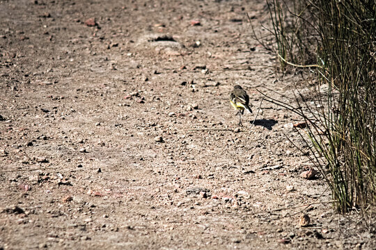 lavandera amarilla en en camino de tierra