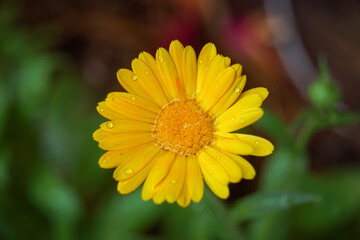 yellow flower with rain drops/ marigold flower / fleur jaune avec des gouttes de pluies / fleur de souci 