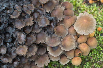 Group of small brown autumn mushrooms growing on moss from above