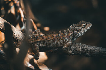 Stock images of a species of garden lizard outdoors in India.