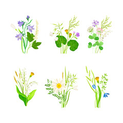 Floral Composition with Wildflowers and Meadow Plants Vector Set