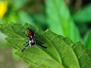 Closeup view of a spider on a leaf